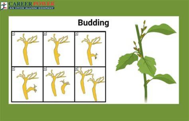 植物の芽と英単語 budding の比喩的な意味を示すイメージ